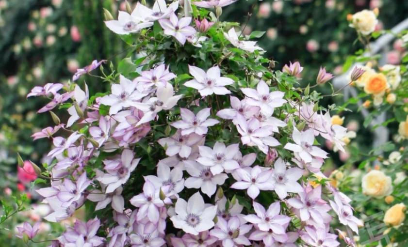 铁线莲春天从根部发芽,春天铁线莲管理方法