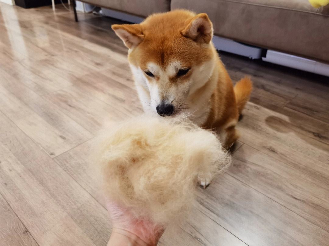 什么狗最忠诚最护主和凶猛又好养,这几种狗一旦抛弃很难独自活下去