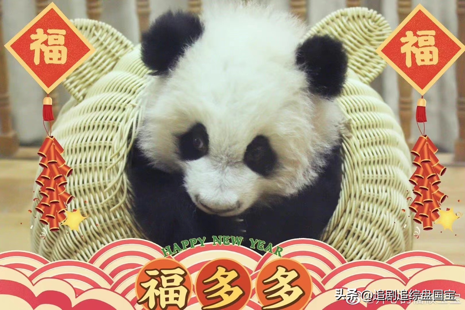 盘点2023年回归的大熊猫,国宝大熊猫资料整理全部