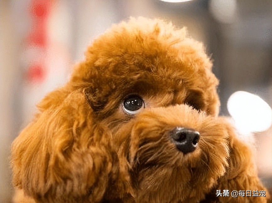 泰迪犬也会有压力的！这些行为是在提醒你，它的压力很大