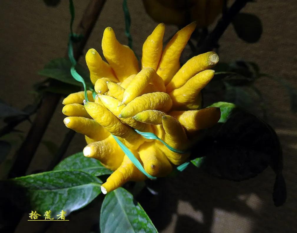 景观植物观果佛手图片高清,长得像佛手一样的东西叫什么植物