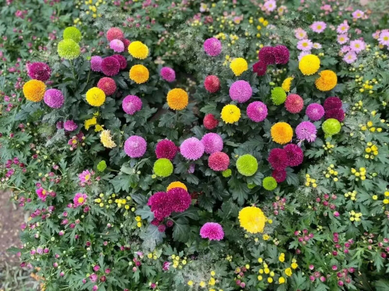 深圳市东湖公园一年一季的菊花展,深圳的东湖公园的菊花展漂亮极了