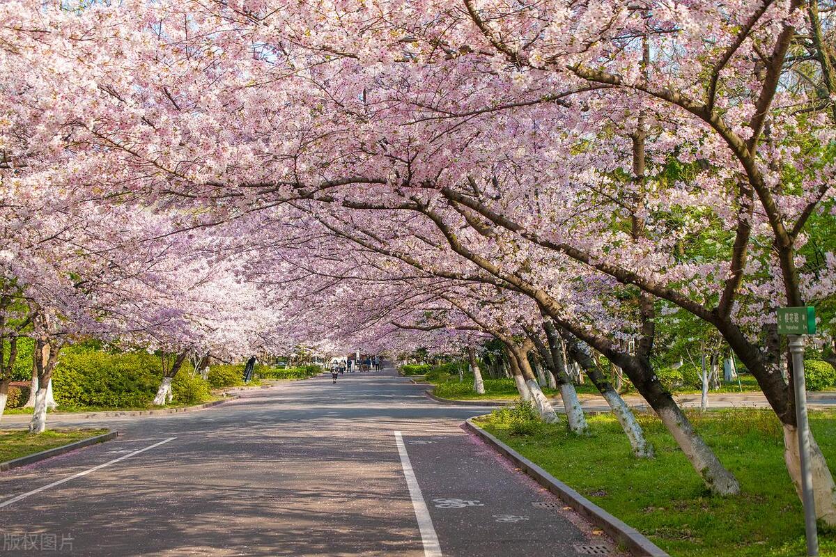 5专业A++，10专业A+，校友会2023南京林业大学最好专业排名