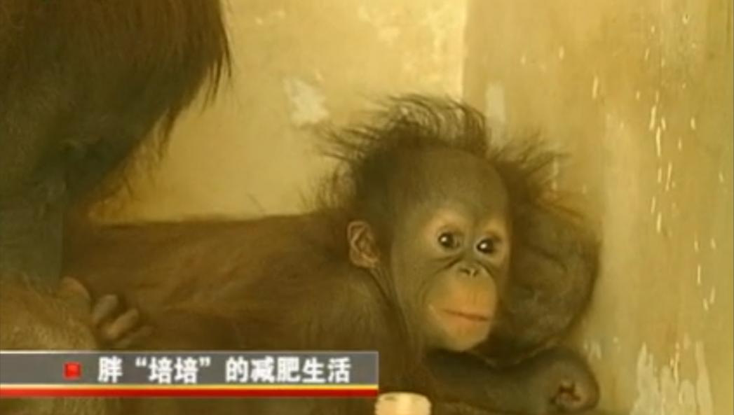 动物园大猩猩健身,大猩猩吃东西变瘦
