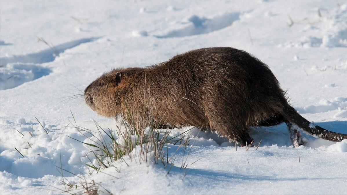 世上最萌的动物考拉,最懒的动物考拉