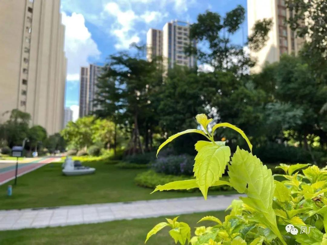 容桂东部：凤凰湾入秋了（多图）