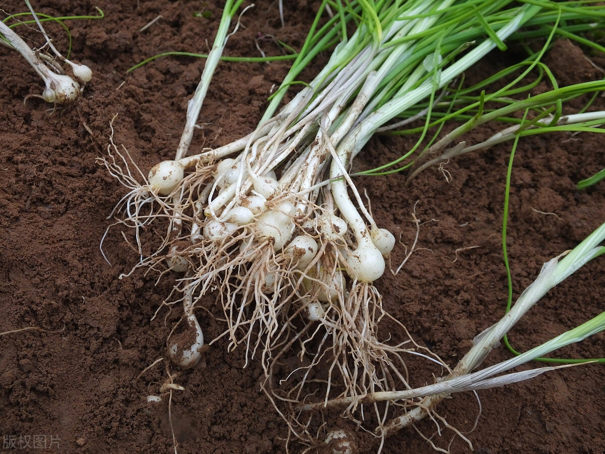 名字很土但很好吃的中国食物,名字不好听但却美味的野菜