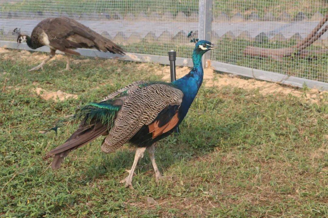 张家港农场网红打卡,周边农场网红打卡点创意
