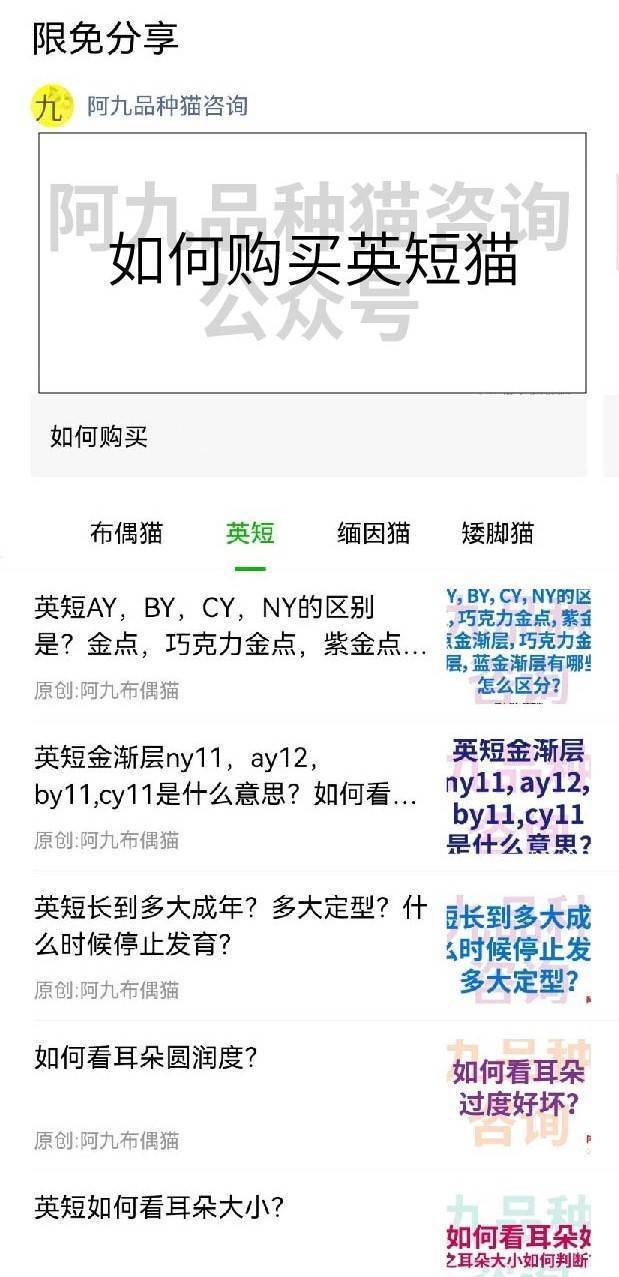 英短重点鼻子是什么样，英短鼻子有块黑色，英短猫是不是扁平鼻