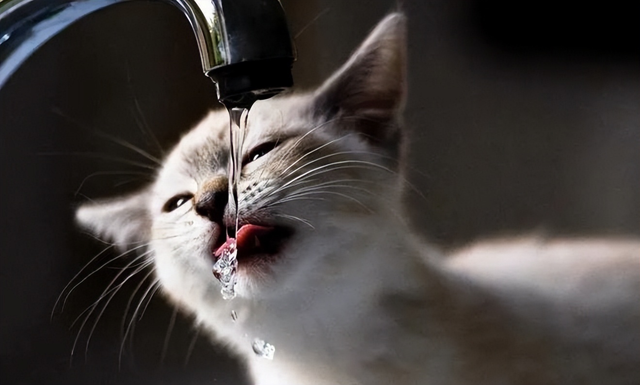 猫咪严重脱水怎么护理 (猫咪为什么会脱水严重怎么办)