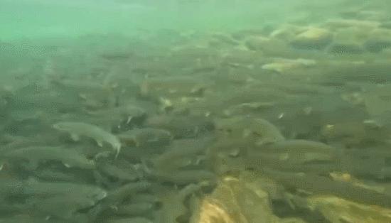 秦岭细鳞鲑是不是白条鱼,秦岭大量细鳞鲑逆流而上