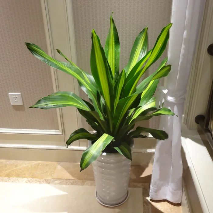 招财纳福多肉盆栽,家里养什么盆栽纳福