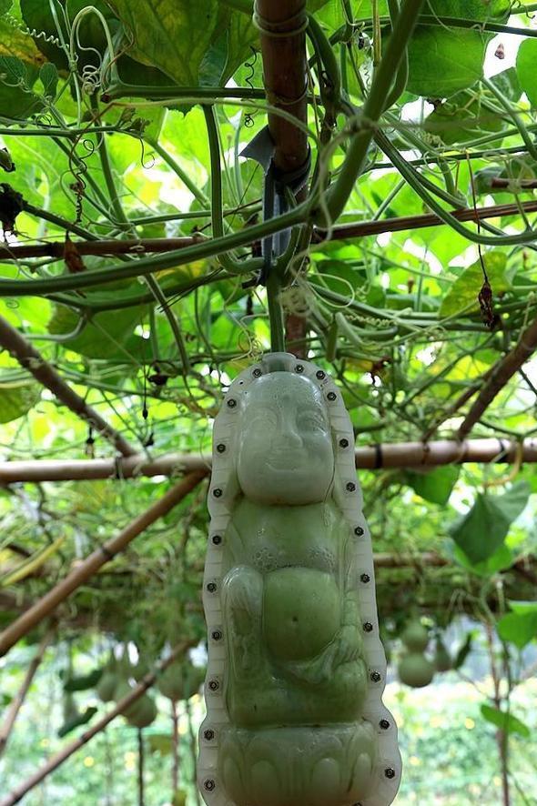 农民一个大棚能卖多少钱,种植小葫芦发家致富