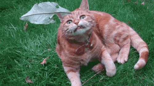 猫咪有哪些表现说明它过得很幸福,猫咪有哪些表现证明你养得好呢