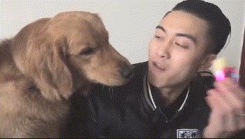 狗界最能吃的狗,狗界中最能吃的狗