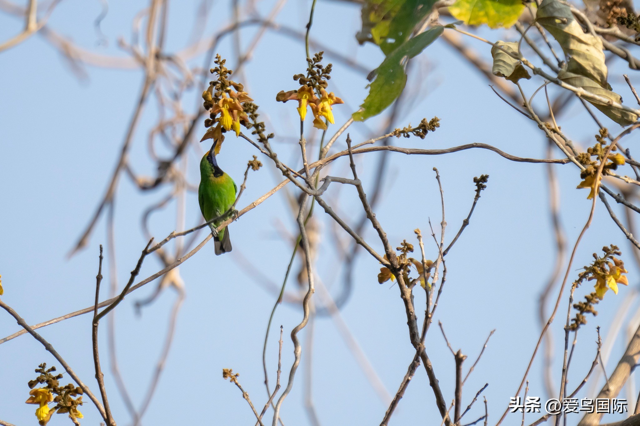 Alpha 1鸟种“加新”之旅 索尼云南拍鸟活动手记