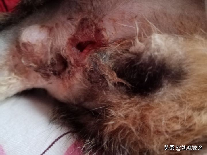 猫乳腺破溃,猫的肛门腺破溃怎么治疗
