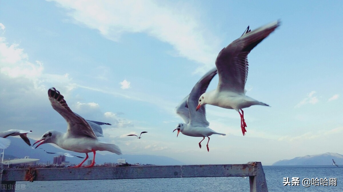 *藏西**的第二站大理