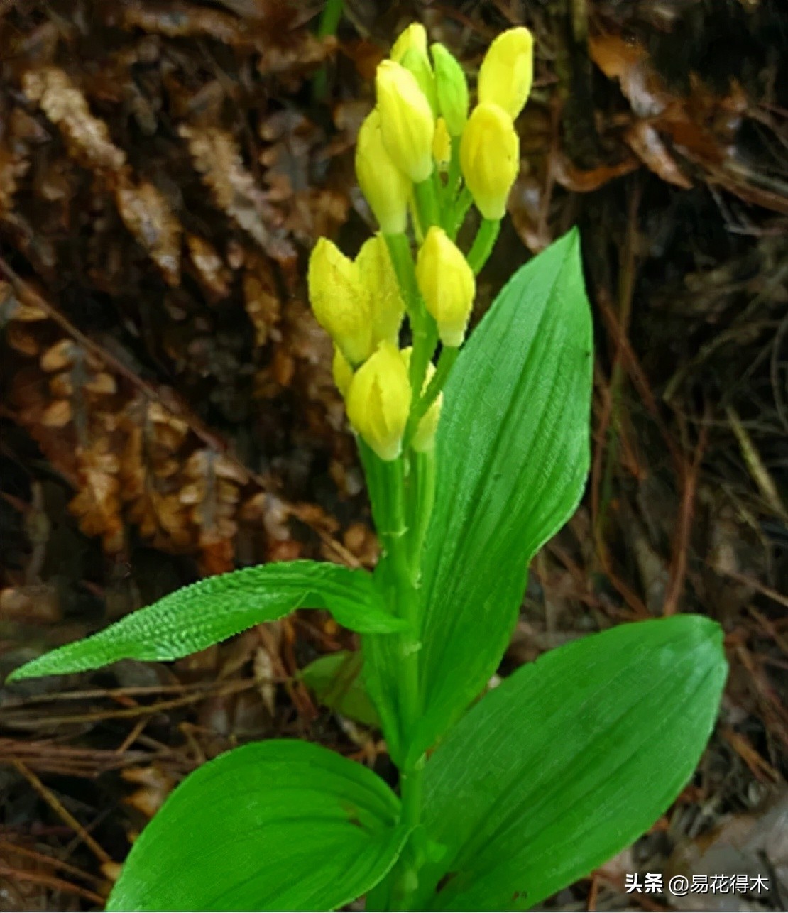 十大野生名贵兰花虎头兰,名贵兰花常见品种介绍图片