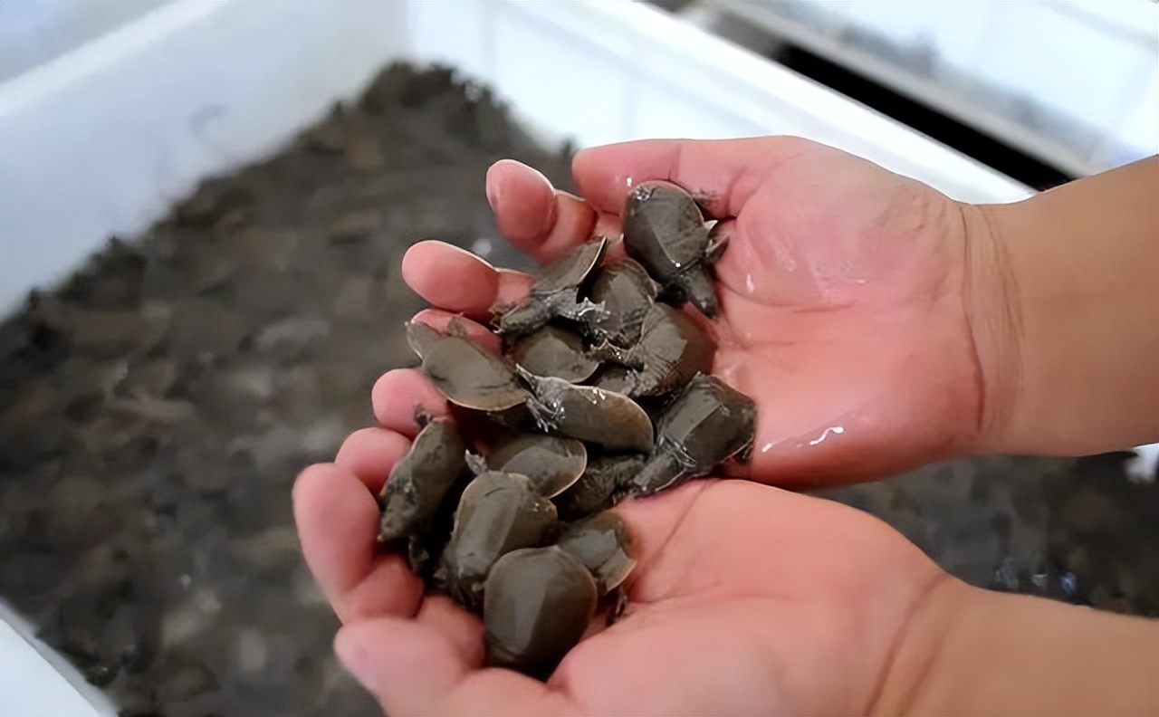 养殖哪个鳖种有前景,中华鳖养殖现状及未来发展