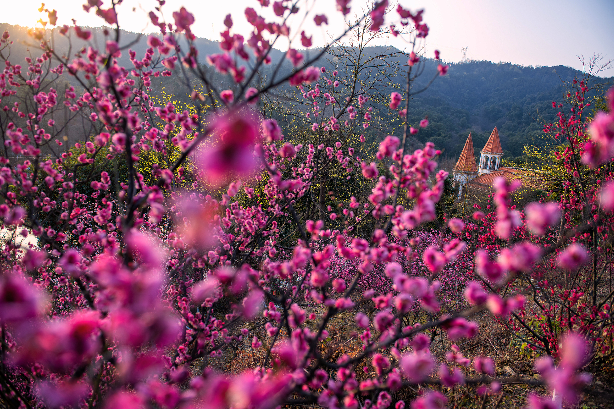 南昌中盛山庄杜鹃花最佳观赏期,南昌中盛山庄门票