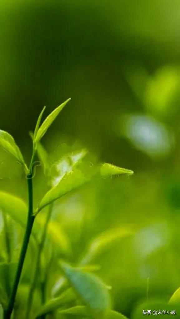 最美的手机壁纸大全,养眼养心的壁纸