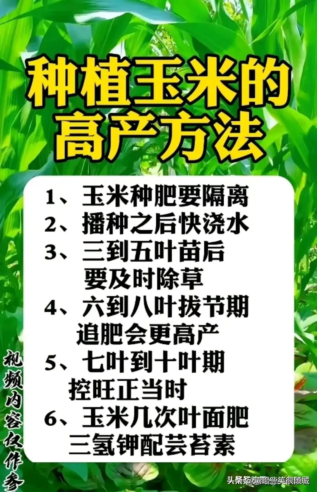 终于有人把“转基因玉米”整理好了，不知道的收藏看看