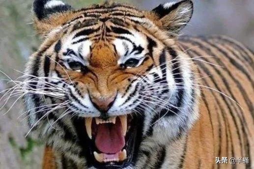 遇到老虎如何保命千万不要逃跑,在野外遇到老虎应该怎么自救