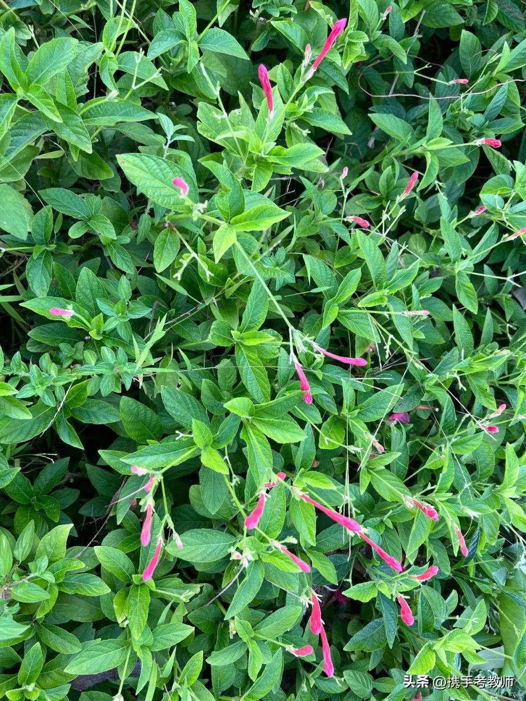 艳芦莉花期多长,艳芦莉花期