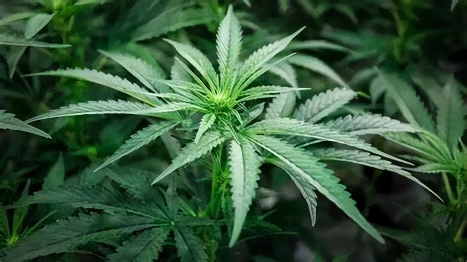 人口*市黑**有多可怕？当奴工、做*奴性**、割器官，数千万人沦为奴隶