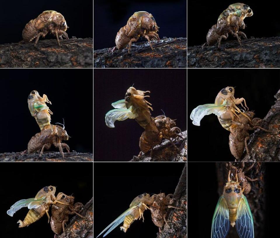 在美国知了猴泛滥,中国人在美国吃知了猴