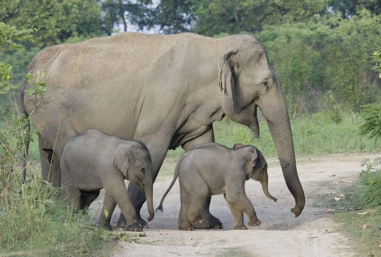 西双版纳避寒避暑的雨林仙境,西双版纳避寒过冬优缺点
