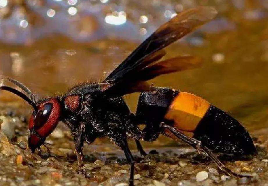 中国十大毒蜂王,十大毒蜂王分别是什么