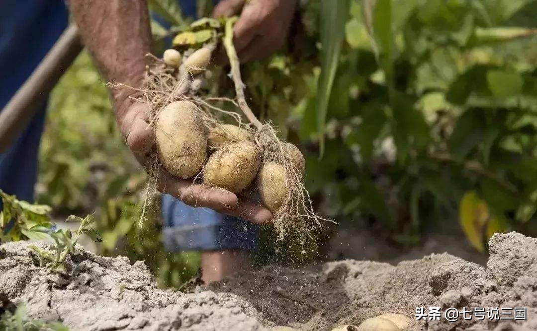 世界五大粮食生产国是哪些,世界前十大粮食生产国