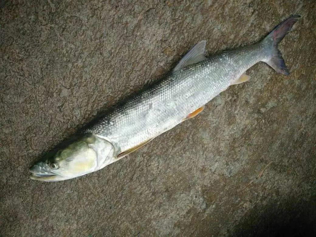 中国常见的淡水鱼全部图片,史上最全的淡水鱼图集