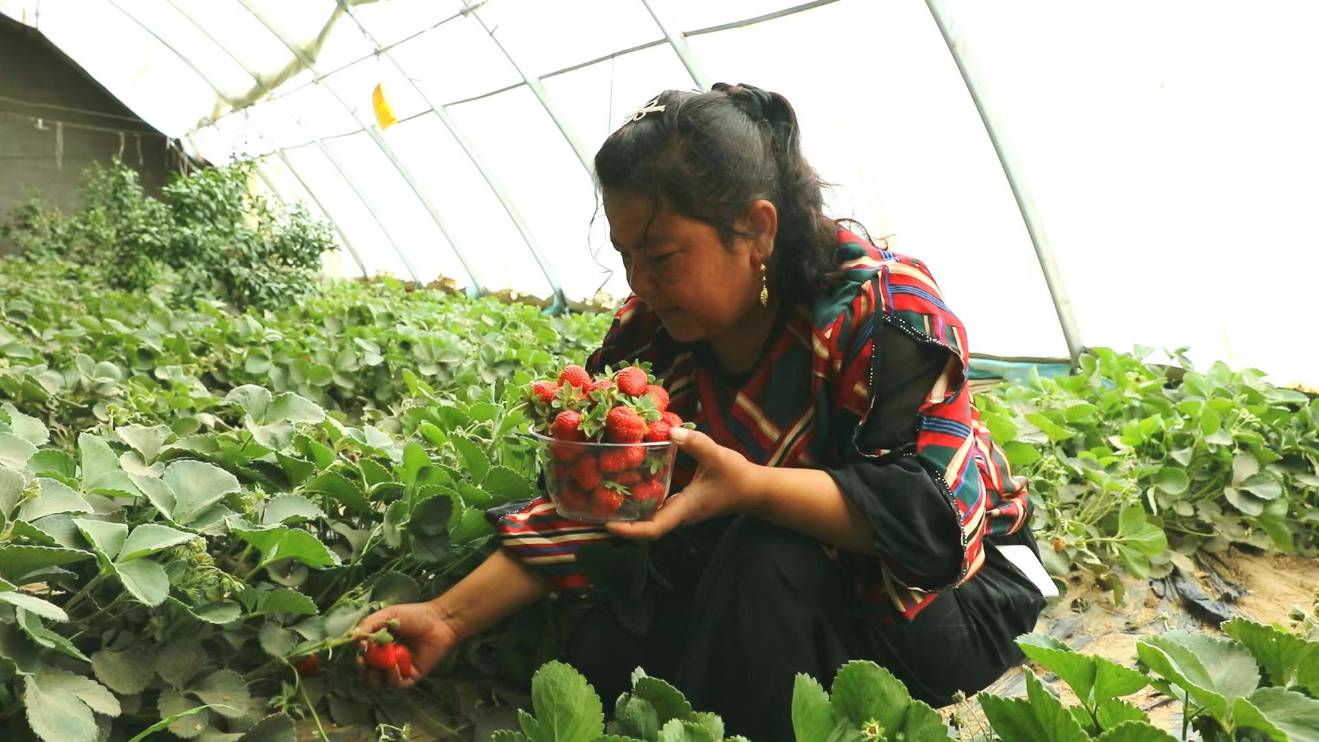 大棚种植助推乡村振兴,大棚种植产业园