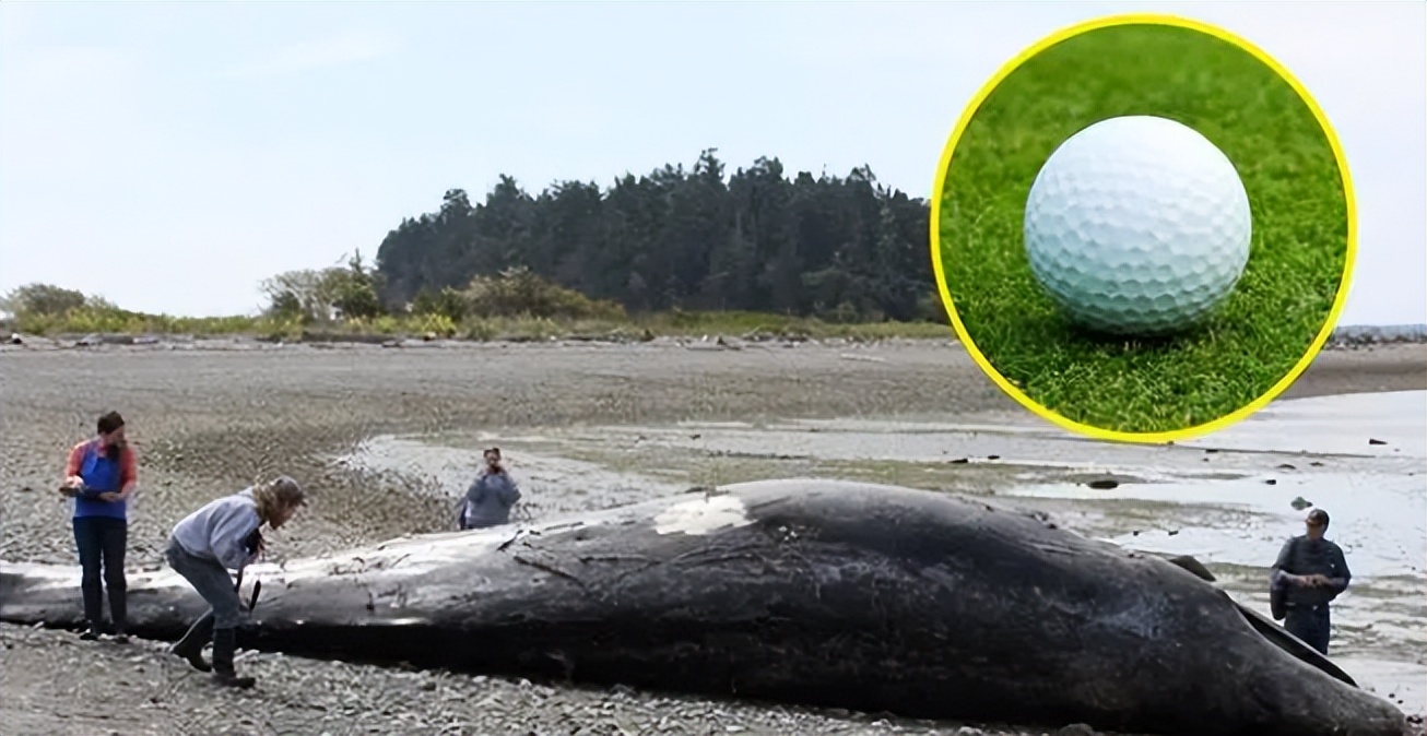 文胸、高尔夫、炮弹、珍珠、*物文**，盘点这些从动物肚里发现的东西