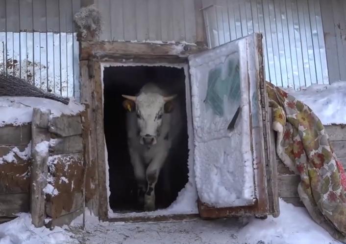 零下71度全世界最冷的地方游牧,在俄罗斯最冷的地方达到零下71度