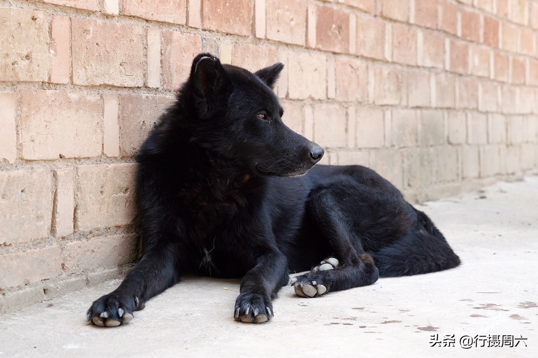 农村大姐养宠物犬,农村大姐养土狗视频