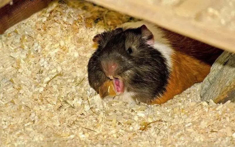 公母豚鼠体型对比,豚鼠雌雄区别