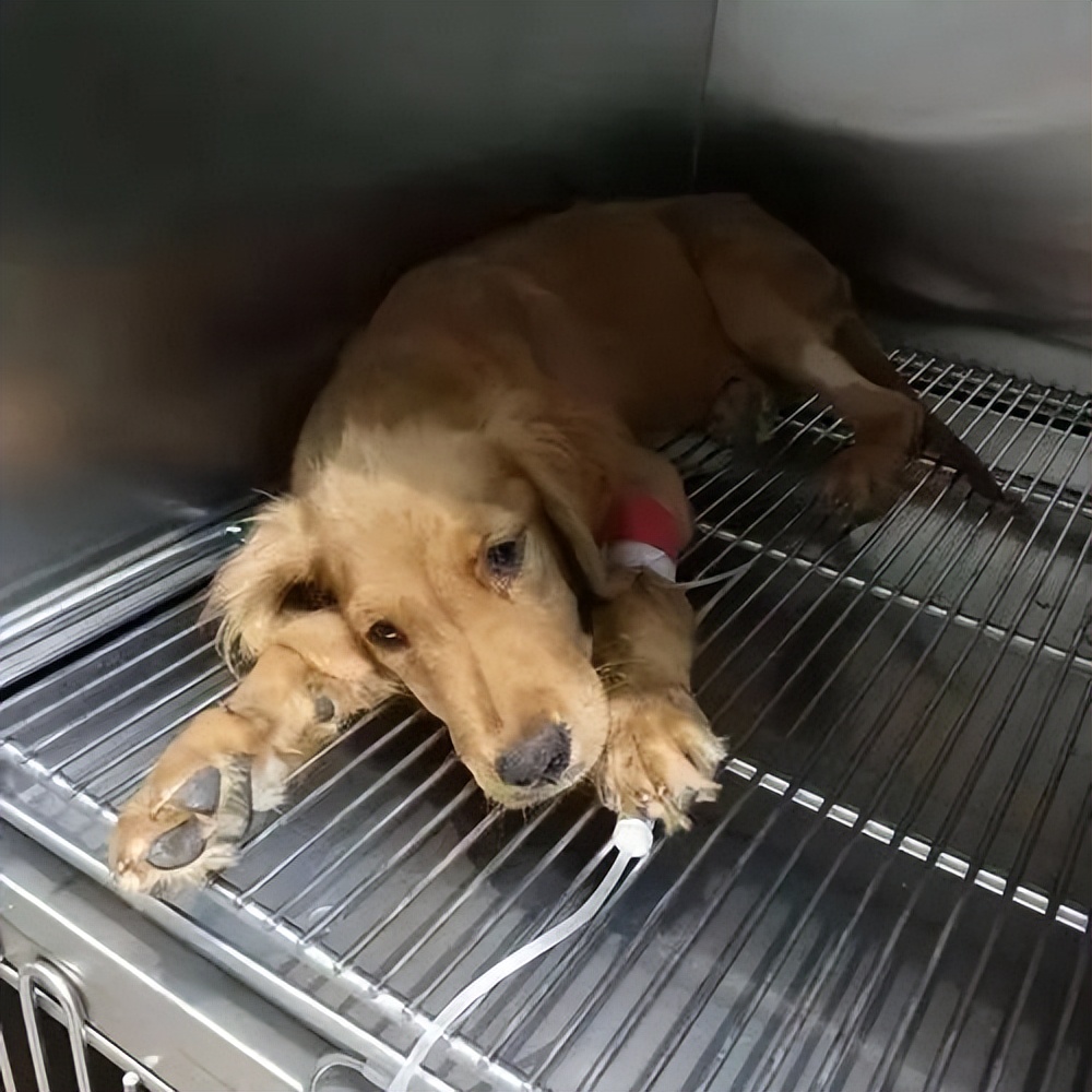 狗狗得了细小怎么确定治疗好了,狗狗细小中后期治疗可以治愈吗