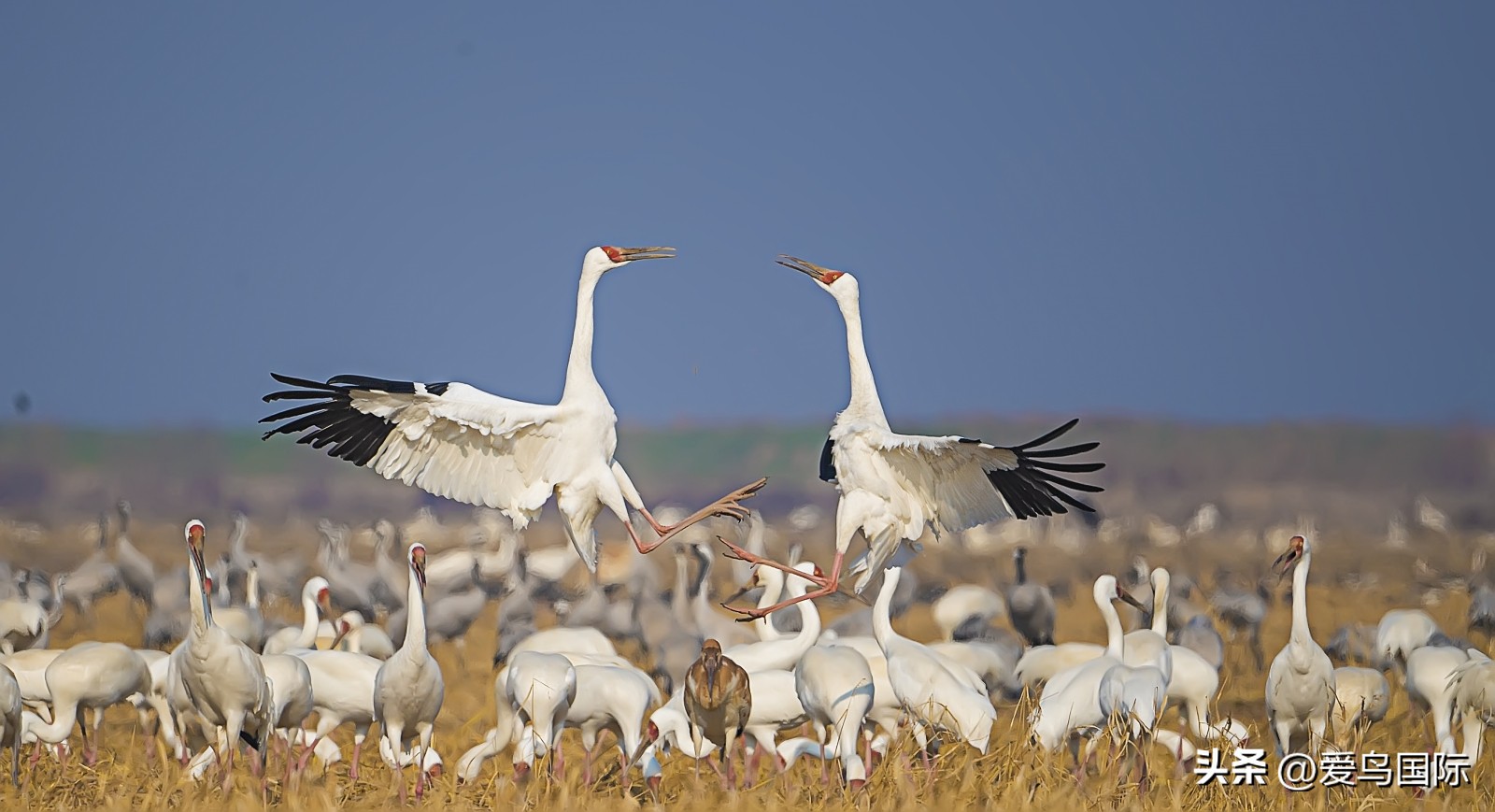 2024观鸟大年,观鸟大年介绍
