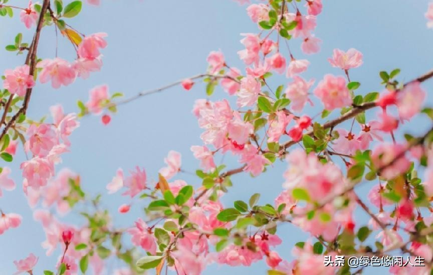 玉堂春富贵指哪些花,玉堂锦绣富贵春寓意