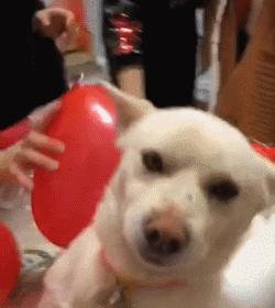 最常见的11种狗狗,比较常见的四种狗狗