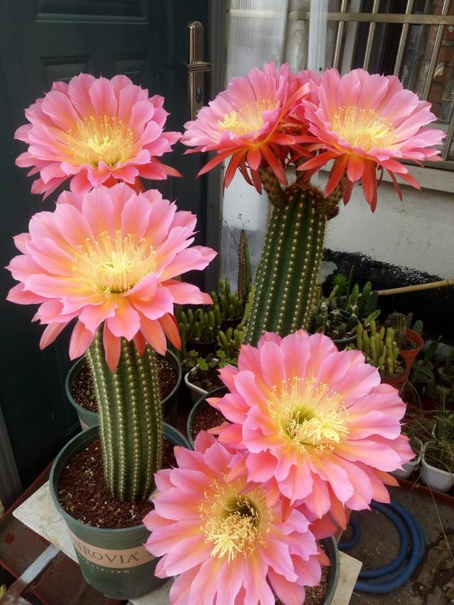开花形状奇特的植物,一朵花开好久的植物
