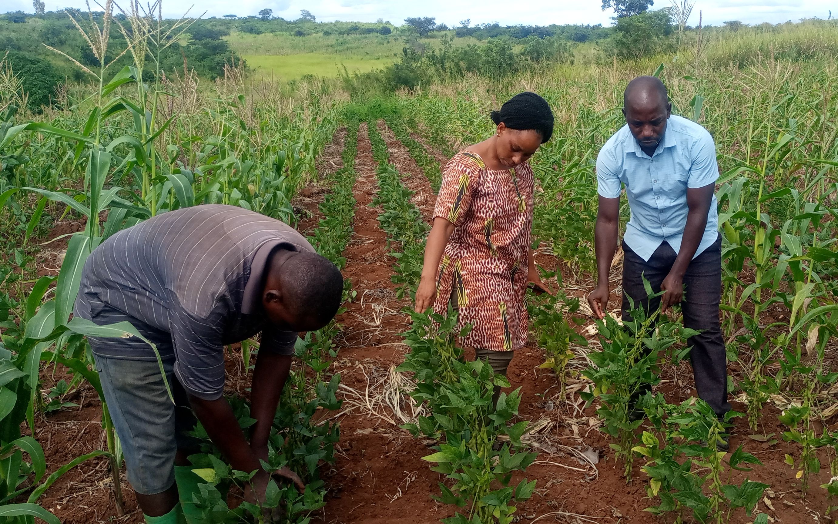 从种黄豆到磨豆浆中国种植技术走进非洲村庄