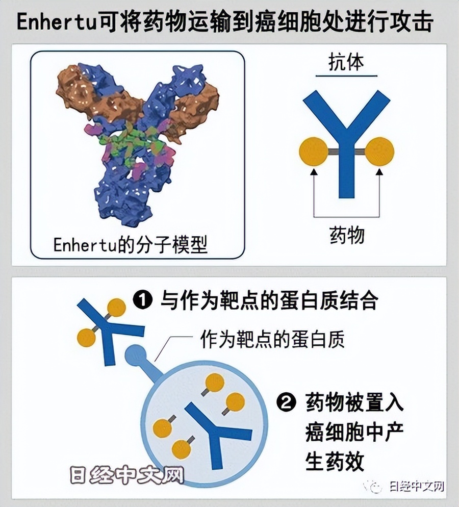 日本第一三共在新型ADC抗癌药上领跑世界