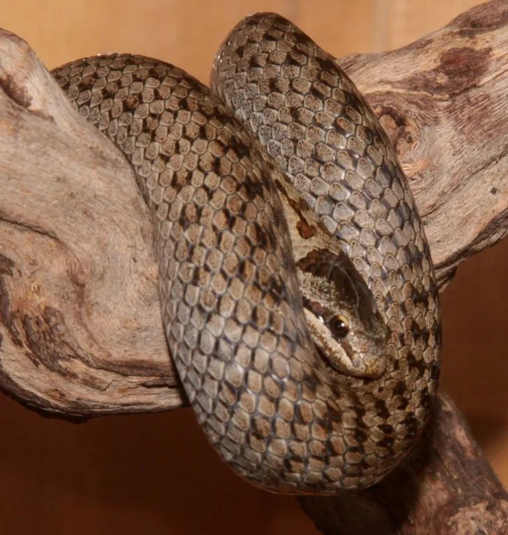 「原来欧洲有这么多种蛇？！」偷师卡塞尔的豢龙大师·下