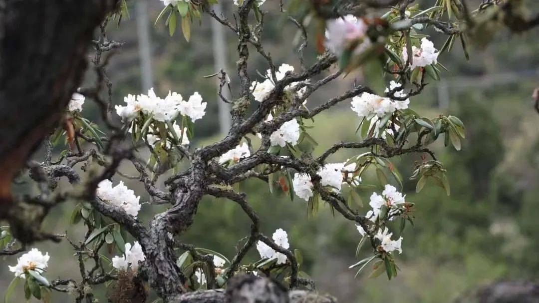 雪山下的梦幻足球场,西藏雪山下的球场