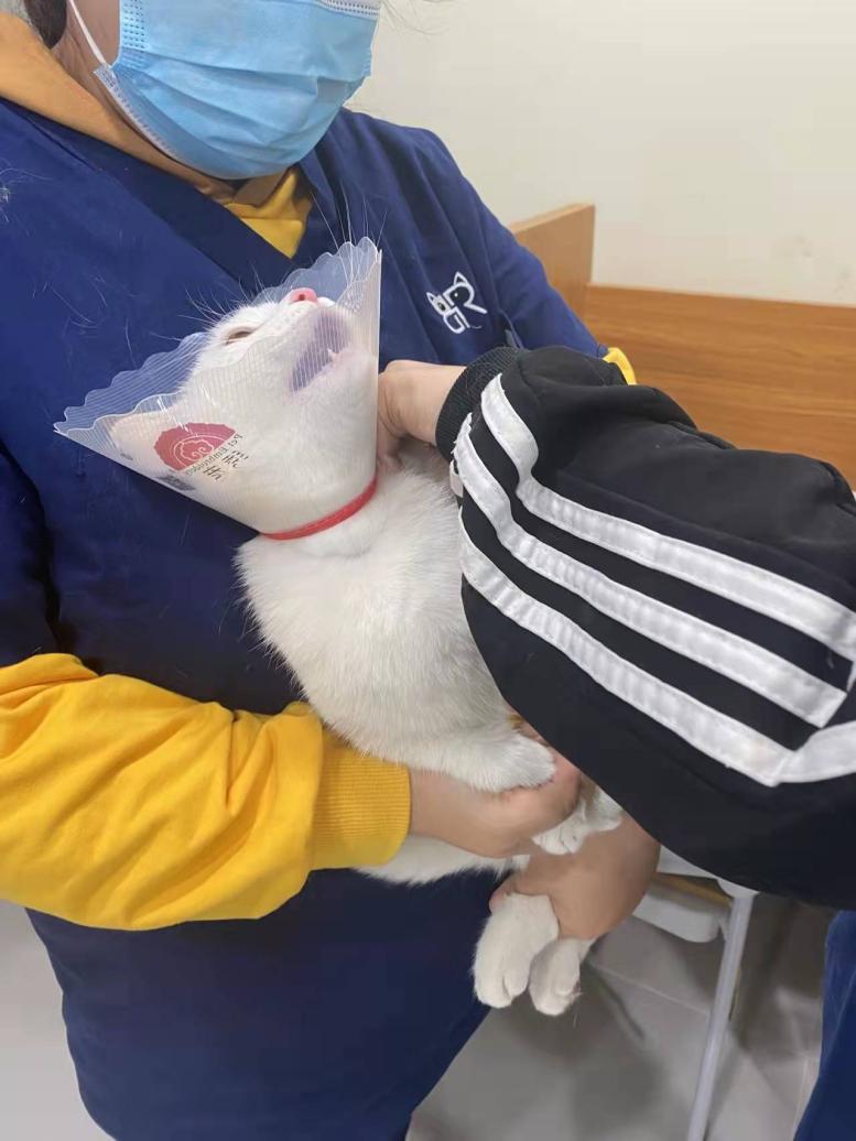 给猫咪做体检要花多少钱,猫咪看病一次花多少钱